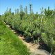Pinus wallichiana 300-350 cm draadkluit solitair