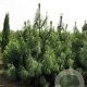 Pinus wallichiana 200-250 cm draadkluit solitair