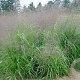 Eragrostis trichodes GM P9