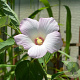Hibiscus moscheutos palustris 150-175 cm draadkluit struik