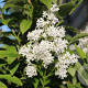 Syringa josikaea 'Red Holger' 60-80 cm 5,0L 2 tak