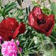 Papaver or. 'Royal Ch. Distinction' GM P9