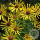 Rudbeckia subt. 'Henry Eilers' GM P9