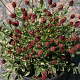 Sanguisorba 'Little Angel' GM P9