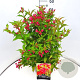 Weigela 'Red Prince' 60-80 cm 10L