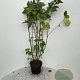 Cornus alba 100-125 cm 5,0L