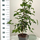 Cornus kousa chinensis 80-100 cm 5,0L