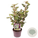 Elaeagnus ebb. 'Compacta' 30-40 cm 3,0L