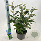 Elaeagnus ebb. 'Compacta' 30-40 cm 3,0L