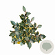 Elaeagnus ebb. 'Gilt Edge' 40-60 cm 5,0L