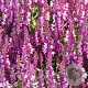 Salvia nem. 'Pink Beauty' GM P9