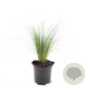 Stipa tenuissima 'Ponytails' GM C1.3