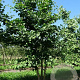 Ginkgo biloba 400-450 cm draadkluit meerstammig