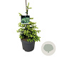 Picea orientalis 'Aureospicata' 175-200 cm draadkluit solitair