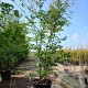 Prunus accolade 250-300 cm container meerstammig opgekroond