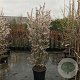 Prunus incisa 'Kojou-no-mai' 200-250 cm draadkluit struik