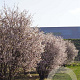 Prunus incisa 'Kojou-no-mai' 250-300 cm draadkluit struik