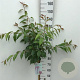 Prunus 'Kiku-shidare-zakura' 90 cm stam 7,5L