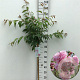 Prunus 'Kiku-shidare-zakura' 90 cm stam 7,5L