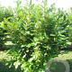Prunus laurocerasus 175-200 cm draadkluit struik