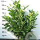 Prunus I. 'Rotundifolia' 80-100 cm met kluit