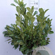 Prunus I. 'Rotundifolia' 80-100 cm met kluit