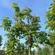 Aesculus carnea 'Briotii' 12-14 HO draadkluit