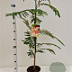 Albizia julibr. Ombrella 80-100 cm 3,0L