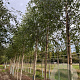 Betula pendula 16-18 HO draadkluit