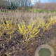 Hamamelis int. 'Arnold Promise' 125-150 cm met kluit