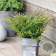 Juniperus h. 'Andorra Compact' 30-40 cm 3,0L