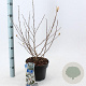 Magnolia stellata 50-60 cm 5,0L