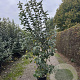 Malus 'Evereste' 150-175 cm 20L