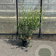 Phillyrea angustifolia 60-80 cm 7,5L