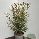 Photinia fraseri Carré Rouge 60-80 cm 10L