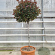 Photinia fraseri 'Nana' 90 cm stam container bol