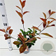 Photinia fraseri 'Red Robin' 40-50 cm 2,5L