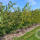 Prunus yedoensis 300-350 cm draadkluit meerstammig