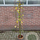 Salix caprea 'Kilmarnock' 120 cm stam 5,0L