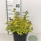 Spiraea jap. 'Golden Princess' 25-30 cm 3,0L