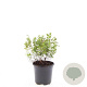 Spiraea jap. 'Little Princess' GM C1.3
