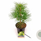 Sciadopitys verticillata 30-40 cm 3,0L