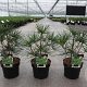 Sciadopitys verticillata 30-40 cm 3,0L