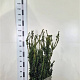 Taxus media 'Hillii' 80-100 cm met kluit