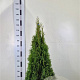 Thuja occ. 'Smaragd' 100-120 cm met kluit