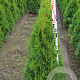 Thuja occ. 'Smaragd' 100-120 cm met kluit