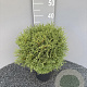 Thuja occ. 'Tiny Tim' 30-35 cm 3,0L