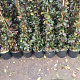 Trachelospermum jasminoides 150-175 cm 3,0L
