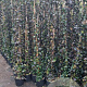 Trachelospermum jasminoides 150-175 cm 3,0L