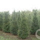 Taxus baccata 175-200 cm draadkluit solitair